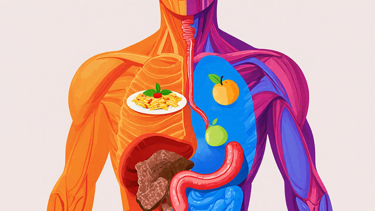 Křížový řez lidského těla ukazující přesměrování krve mezi trávením a cvičením.